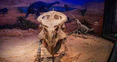 ice age fossils state park